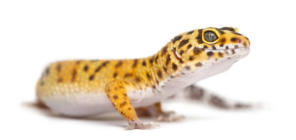 Leopar gecko ayakta, üzerinde beyaz izole - Fotoğraf, Görsel