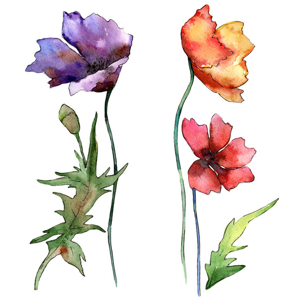 Wildflower poppy flower in a watercolor style isolated. - Фото, зображення