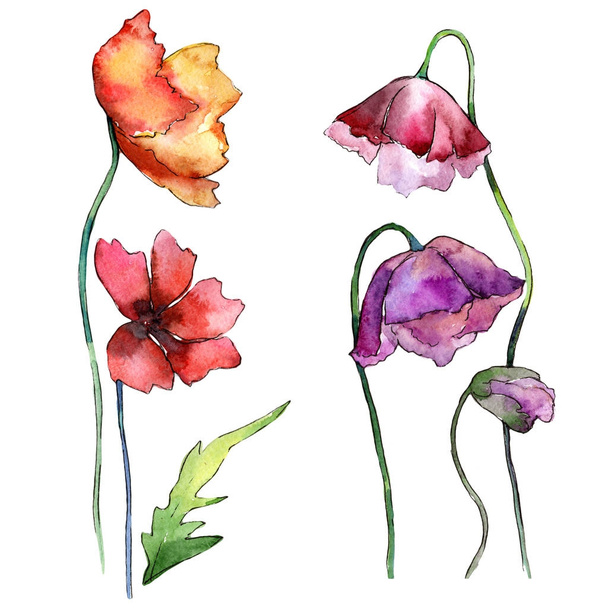 Wildflower poppy flower in a watercolor style isolated. - Foto, Bild