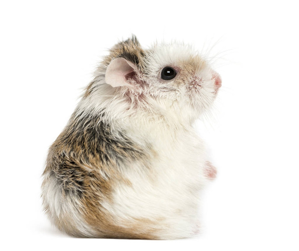 Side view of a hamster, isolated on white - Photo, Image