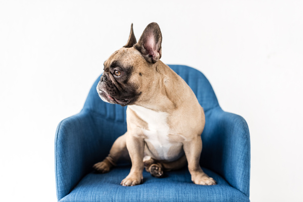 bulldog francese seduto sulla sedia
  - Foto, immagini