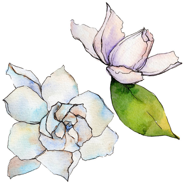 Vadvirág gerbera virág elszigetelt akvarell stílusú. - Fotó, kép