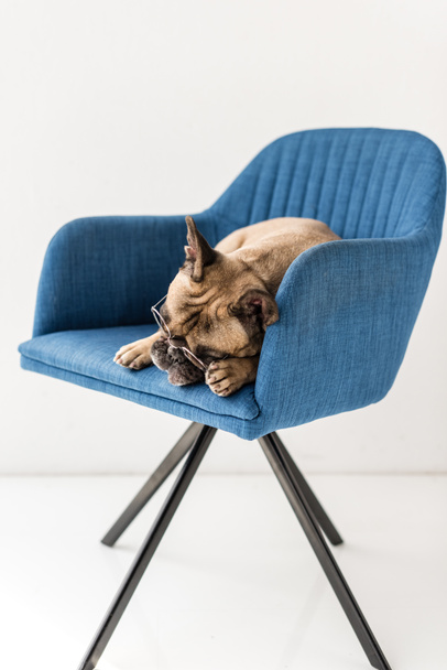 bulldog lying on chair - Photo, image