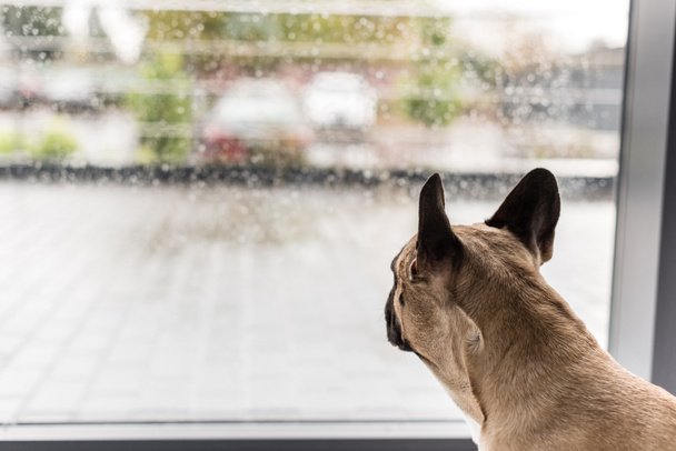Hund schaut auf Fenster - Foto, Bild