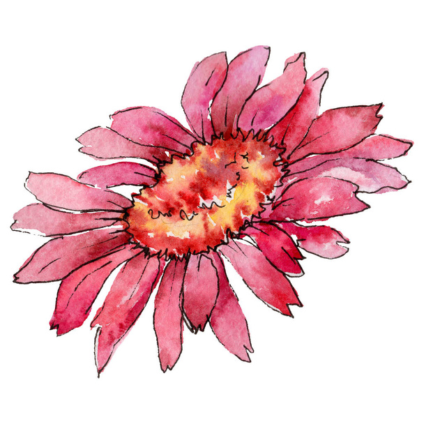 Wildflower gerbera flower in a watercolor style isolated. - Fotografie, Obrázek