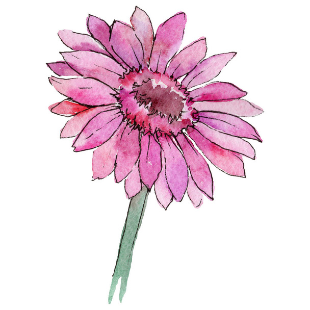 Wildflower gerbera flower in a watercolor style isolated. - Fotoğraf, Görsel