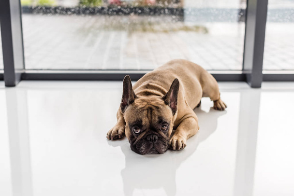 french bulldog lying on floor - Foto, imagen