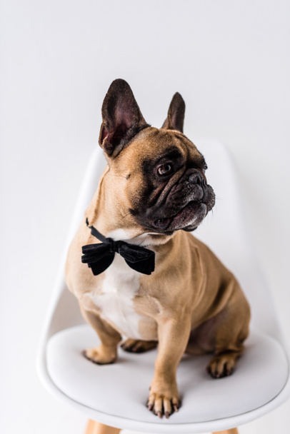 french bulldog with bow tie - 写真・画像