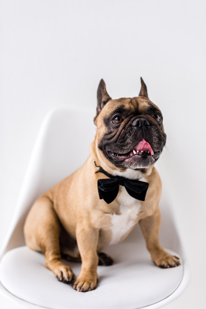 french bulldog with bow tie - Фото, изображение