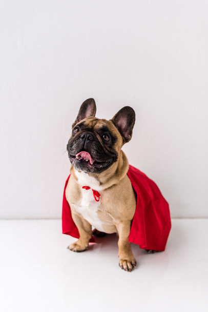 dog in superhero costume - Valokuva, kuva