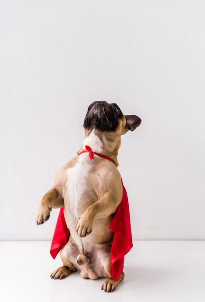 dog in superhero costume - Φωτογραφία, εικόνα