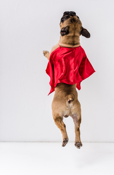 スーパー ヒーローの衣装の犬 - 写真・画像