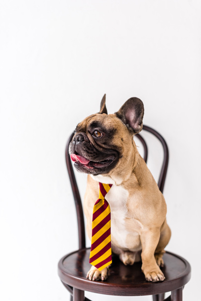 bulldog in striped necktie - Zdjęcie, obraz