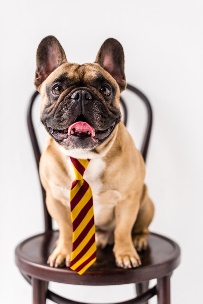 Bulldog in gestreepte stropdas - Foto, afbeelding