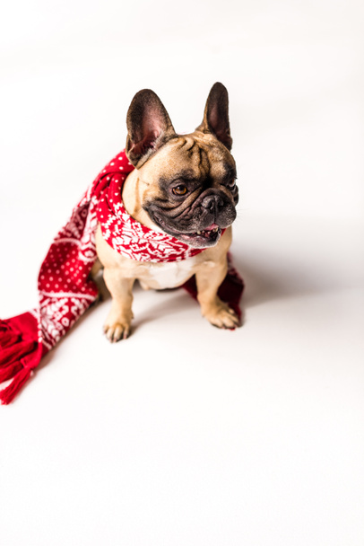 French Bulldog in scarf - Foto, afbeelding