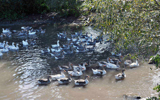Los gansos nadan en el agua
 - Foto, imagen