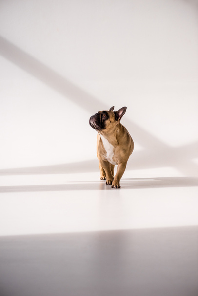 Bulldog francés de pura raza
 - Foto, Imagen