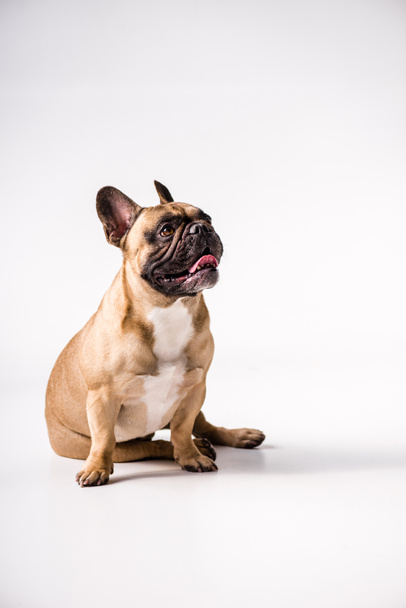 Bulldog francês de raça pura
 - Foto, Imagem
