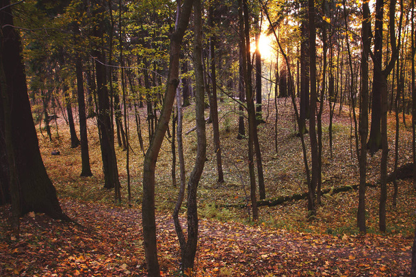 A beautiful hollow in a deciduous forest lit by the autumn sun - Fotó, kép