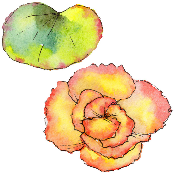 Vadvirág begónia virág, elszigetelt akvarell stílusú. - Fotó, kép