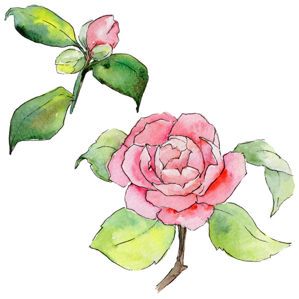 Wildflower camellia flower in a watercolor style isolated. - Foto, immagini