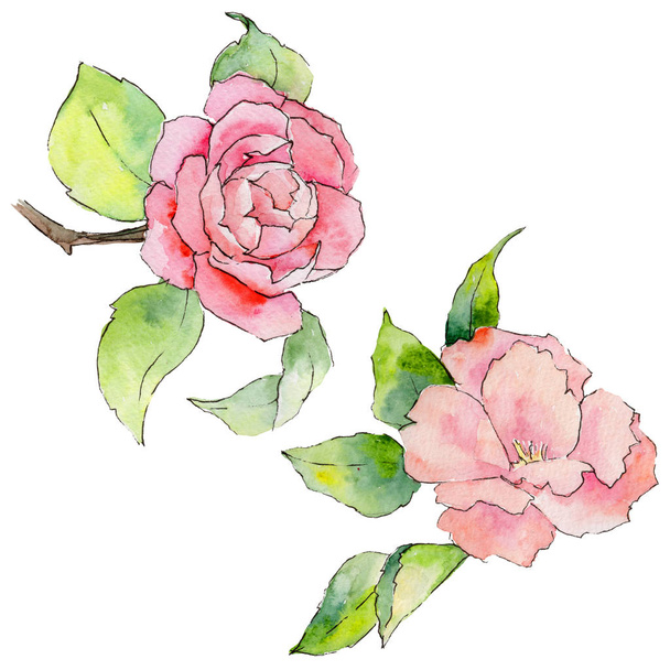 Wildflower camellia flower in a watercolor style isolated. - Photo, Image