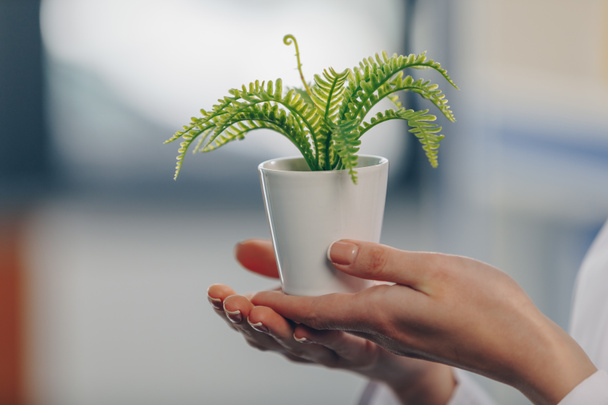 fern plant in flowerpot - Φωτογραφία, εικόνα