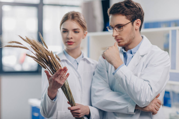 biólogos con espigas de trigo en laboratorio
 - Foto, imagen