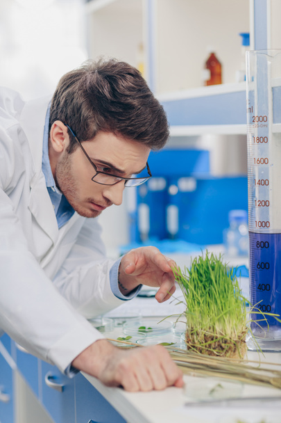 biólogo trabajando con hierba en laboratorio
 - Foto, Imagen
