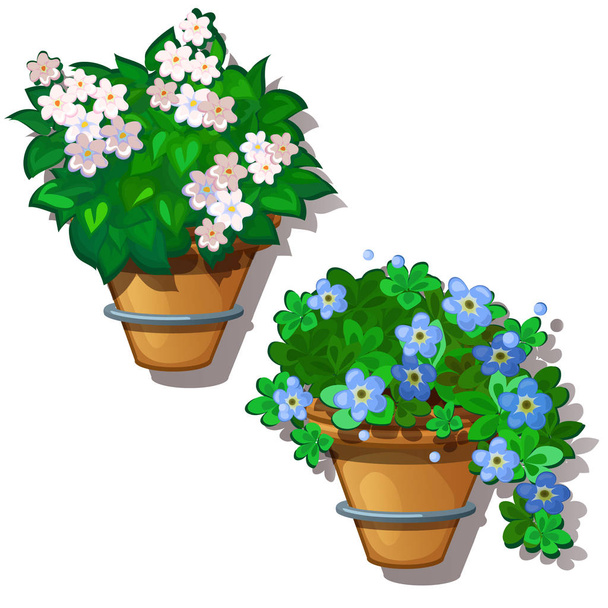 White and blue home flowers in hanging pots. Vector Illustration in cartoon style isolated on white background - Vektor, obrázek