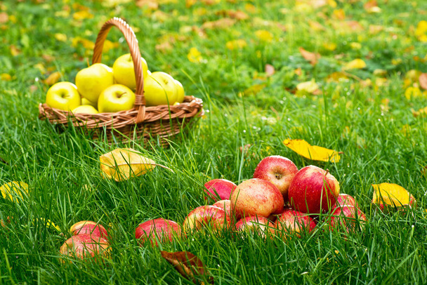 Red Apples in the Grass in the Garden - Фото, изображение