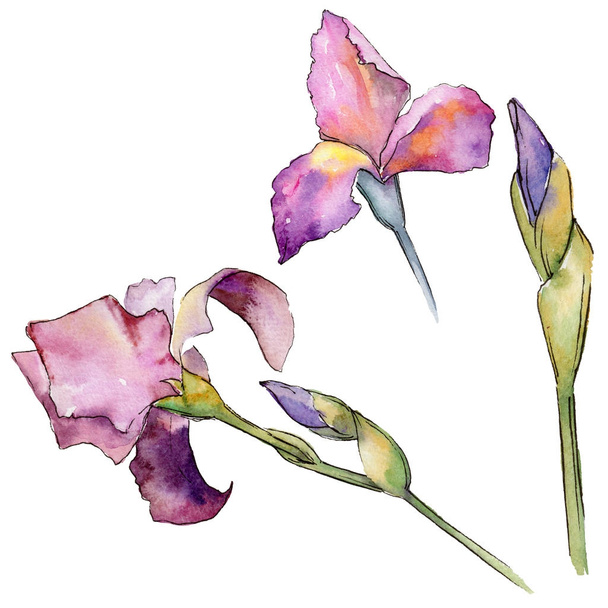 Kır çiçeği Iris çiçek izole bir suluboya tarzında. - Fotoğraf, Görsel
