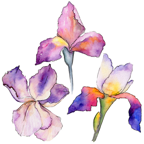 Flor de iris de flor silvestre en un estilo de acuarela aislado
. - Foto, Imagen