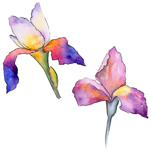 Fiore di iris Wildflower in uno stile ad acquerello isolato
. - Foto, immagini