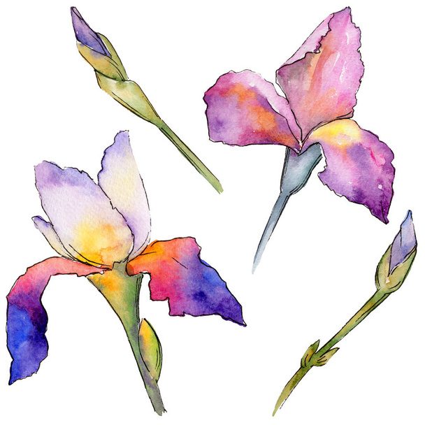 Wildflower iris flower in a watercolor style isolated. - Photo, Image