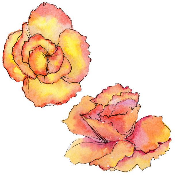 Wildflower begonia bloem in een aquarel stijl geïsoleerd. - Foto, afbeelding