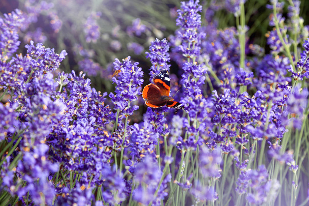 Landscape of lavender on which sits a colorful butterfly - Photo, Image