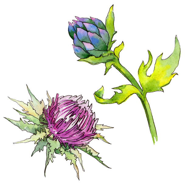 Wildflower thistle flower in a watercolor style isolated. - Foto, Imagem