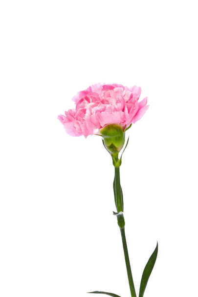 Egyetlen rózsaszín szegfű - Fotó, kép