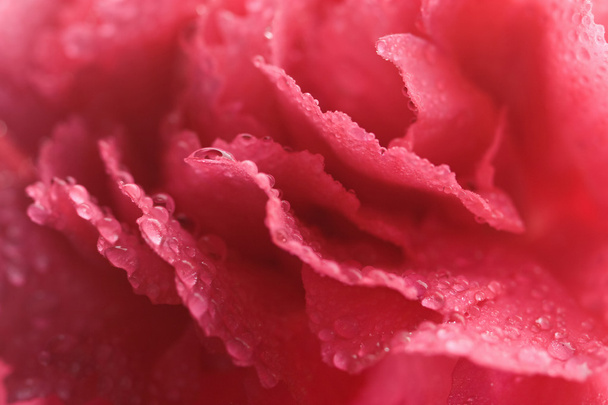 Wet carnation background - Zdjęcie, obraz