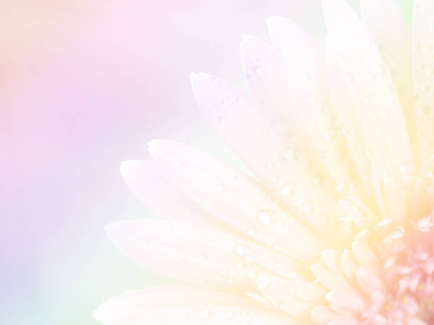 Красивий квітковий фон / шпалери з кольоровими фільтрами
  - Фото, зображення