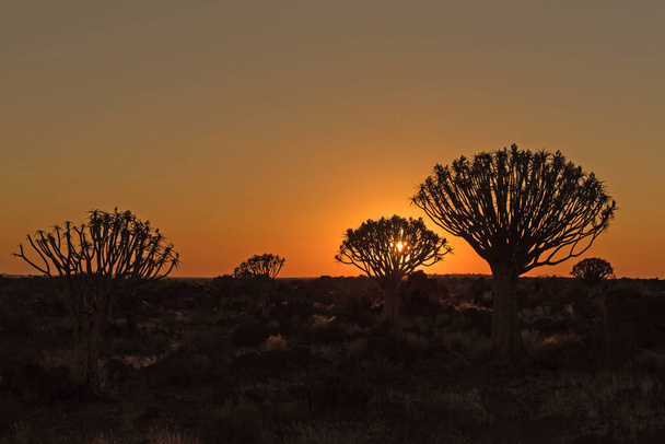Silhouette al tramonto di alberi di faretra e rocce a Garas
 - Foto, immagini