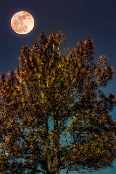 Пейзаж неба і повний місяць з місячним світлом за сосновим деревом. Співвідношення природи фону
. - Фото, зображення