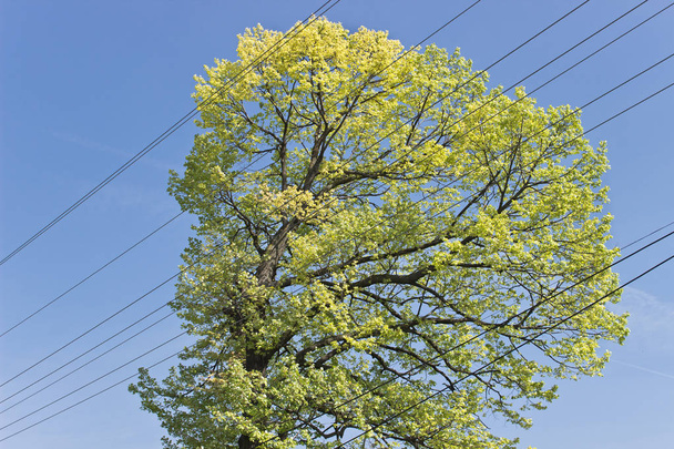 Στέμμα της sunny δέντρο με ηλεκτρικό καλώδιο πάνω από ουρανό - Φωτογραφία, εικόνα
