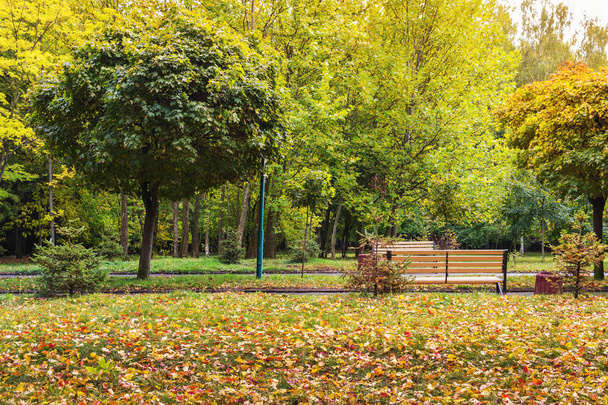 Parco autunnale con foglie colorate sugli alberi
. - Foto, immagini