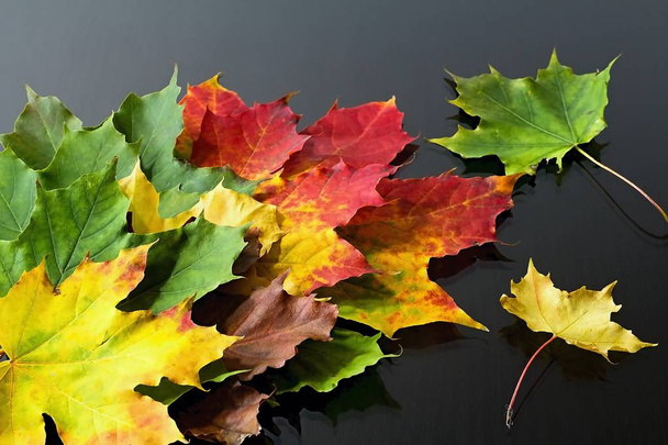 Абстрактний фон з різнокольорових кленових листя. Чарівні осінні кольори
. - Фото, зображення
