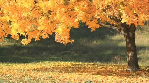 Yellow maple tree in sunny autumn day. - Footage, Video