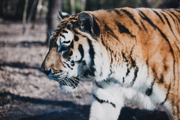 Tigre gato salvaje
 - Foto, imagen