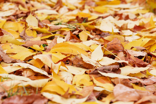 осіннє листя. фон з осіннім барвистим листям. бекграу
 - Фото, зображення