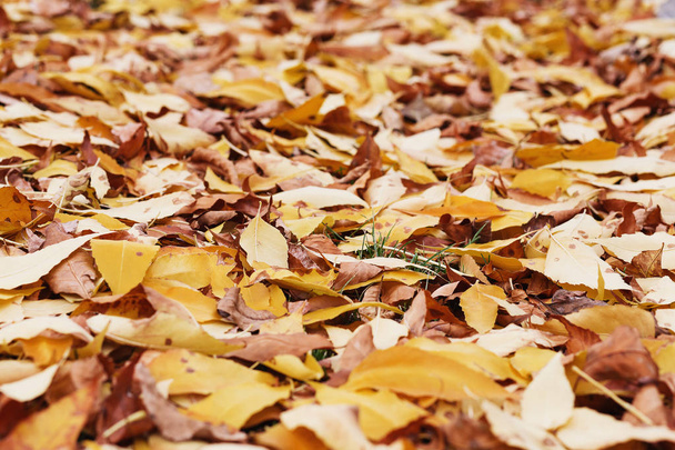 autumn foliage. background with autumn colorful leaves. Backgrou - Fotoğraf, Görsel